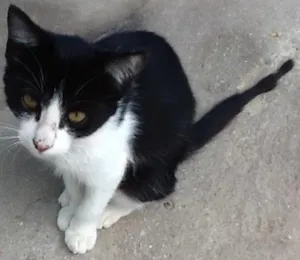 Gato raça Não sei  idade 2 a 6 meses nome Sarita e Bia