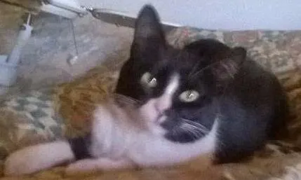 Gato ra a  idade 2 anos nome Jessy