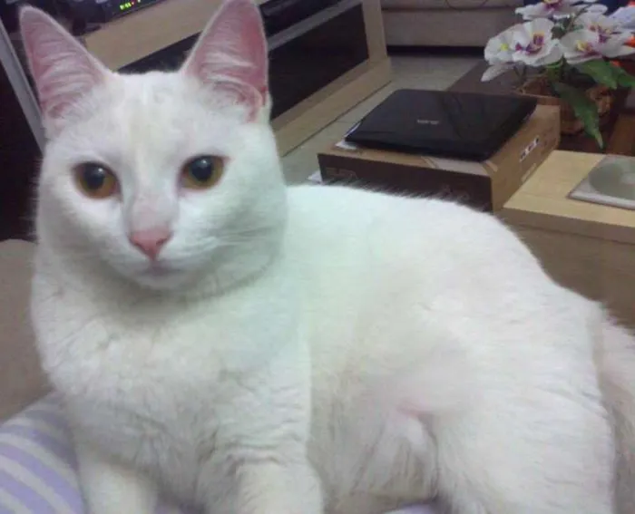 Gato ra a não definida idade 3 anos nome Luna