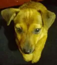 pequena