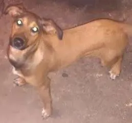 Cachorro ra a Pastor e labrador idade 2 a 6 meses nome Mel