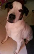 GORDO