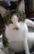 Íris