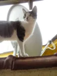 Íris