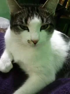 Gato ra a indefinida idade 2 anos nome Íris
