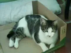 Gato ra a indefinida idade 2 anos nome Íris