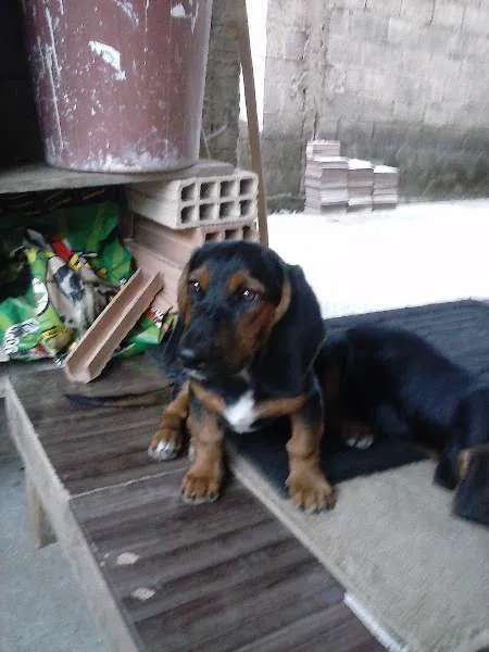 Cachorro raça BASSET idade 7 a 11 meses nome MAYCON