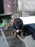 MAYCON