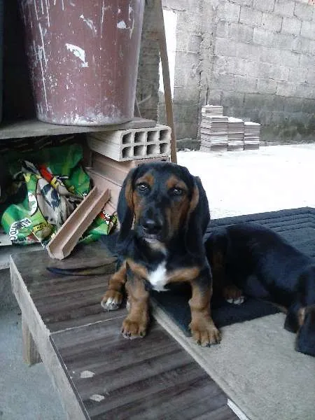 Cachorro raça BASSET idade 7 a 11 meses nome MAYCON