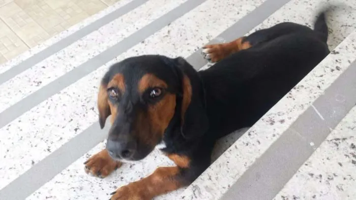 Cachorro raça BASSET idade 7 a 11 meses nome MAYCON