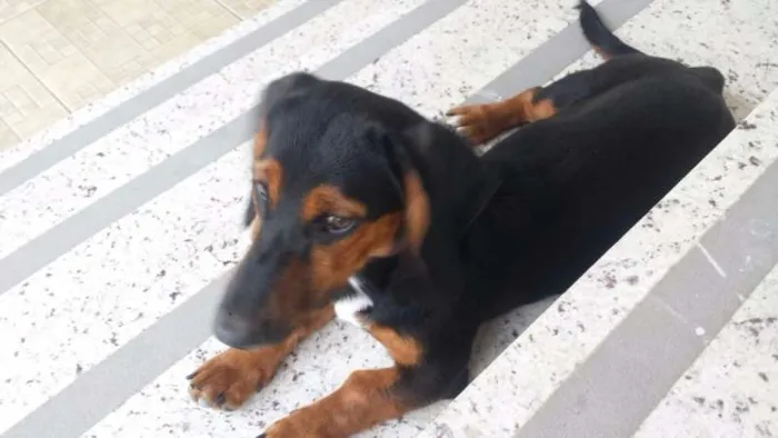 Cachorro raça BASSET idade 7 a 11 meses nome MAYCON