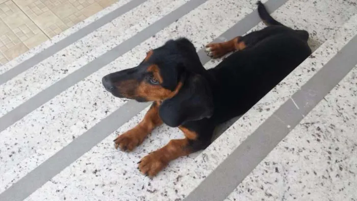 Cachorro raça BASSET idade 7 a 11 meses nome MAYCON