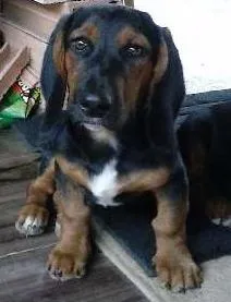 Cachorro raça BASSET idade 7 a 11 meses nome MAYCON