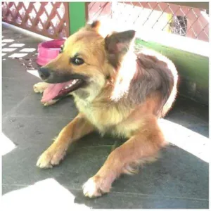 Cachorro raça srd idade 2 anos nome Huck