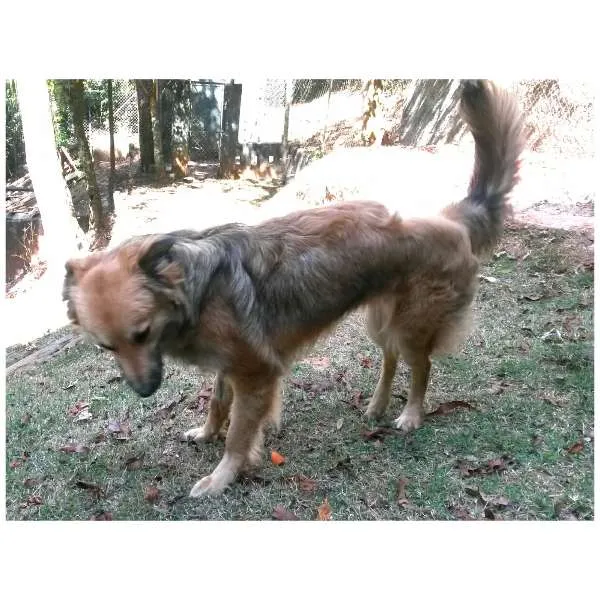 Cachorro raça srd idade 2 anos nome Huck
