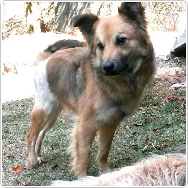 Cachorro raça srd idade 2 anos nome Huck