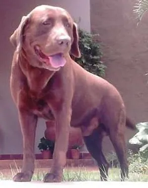 Cachorro ra a Labrador idade 6 ou mais anos nome Tody GRATIFICA