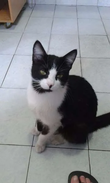 Gato ra a SRD idade 2 a 6 meses nome Frajolinha