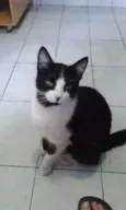 Frajolinha