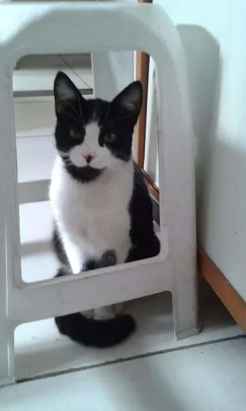 Gato ra a SRD idade 2 a 6 meses nome Frajolinha