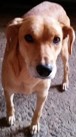 Cachorro raça Vira lata idade 4 anos nome Dromedario