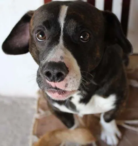 Cachorro ra a Vira Lata idade 5 anos nome Chin