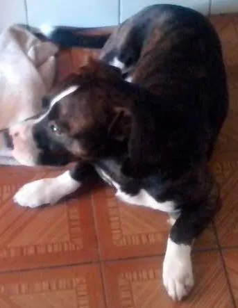 Cachorro ra a Vira Lata idade 5 anos nome Chin