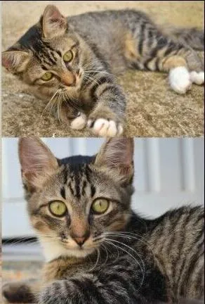 Gato raça vira-lata idade 1 ano nome Willy Kitty