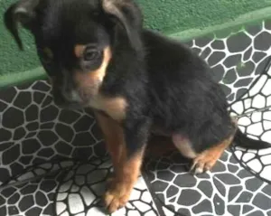 Cachorro raça SRD idade 2 a 6 meses nome sem nome