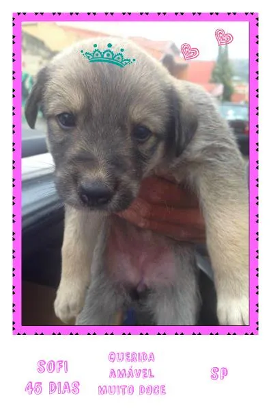 Cachorro ra a Original idade Abaixo de 2 meses nome Sofi