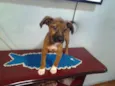 Frederico