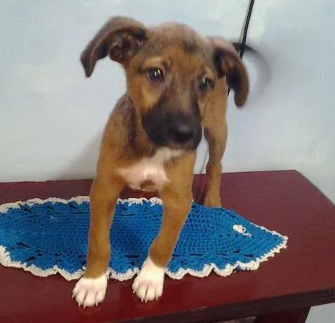 Cachorro ra a SRD idade 2 a 6 meses nome Frederico
