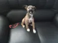 Frederico
