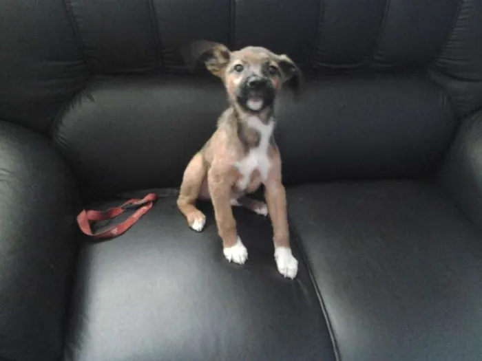 Cachorro ra a SRD idade 2 a 6 meses nome Frederico