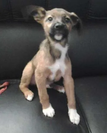 Cachorro ra a SRD idade 2 a 6 meses nome Frederico