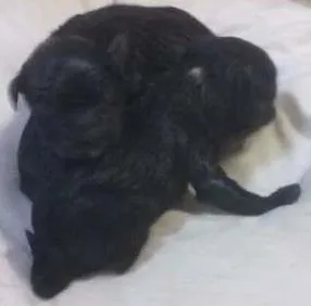 Cachorro ra a Virá lata mistura de coocker com virá lata  idade Abaixo de 2 meses nome Não tem nome 