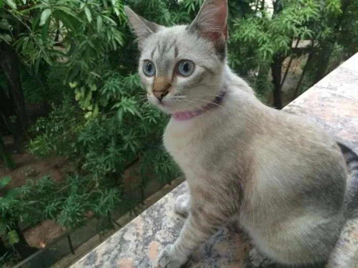 Gato ra a SRD idade 7 a 11 meses nome Ni