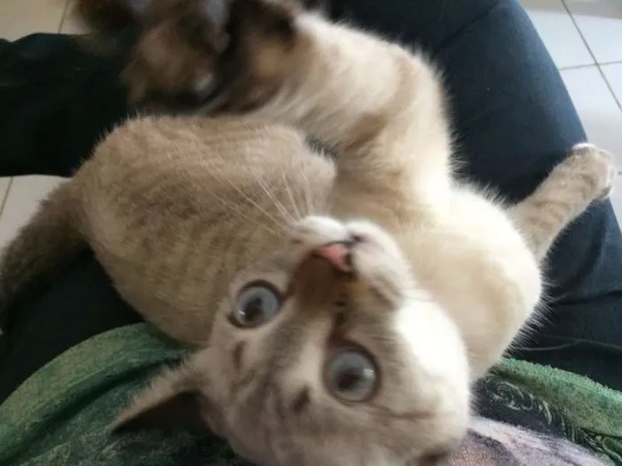 Gato ra a SRD idade 7 a 11 meses nome Ni