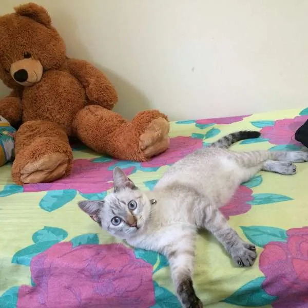 Gato ra a SRD idade 7 a 11 meses nome Ni
