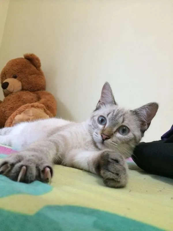 Gato ra a SRD idade 7 a 11 meses nome Ni