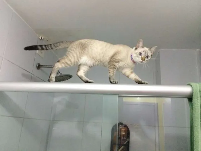 Gato ra a SRD idade 7 a 11 meses nome Ni