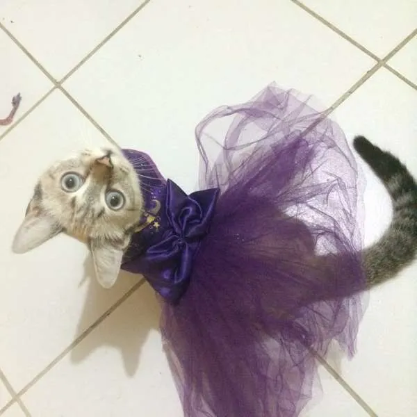 Gato ra a SRD idade 7 a 11 meses nome Ni