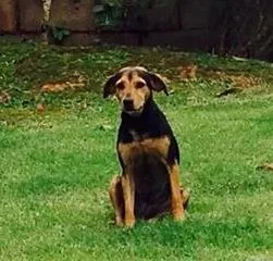 Cachorro ra a sem raça idade 6 ou mais anos nome Lucy GRATIFICA