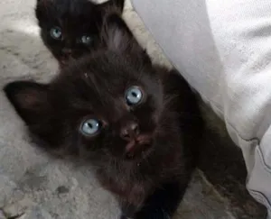 Gato raça Sem raça idade 2 a 6 meses nome Sem nome 