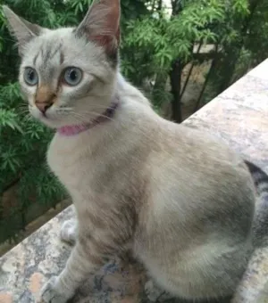 Gato raça SRD idade 7 a 11 meses nome Ni