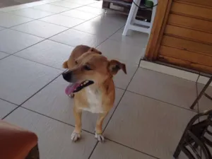 Cachorro raça Vira-lata idade 2 anos nome Alex