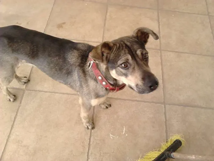 Cachorro ra a SRD idade 2 anos nome Luna