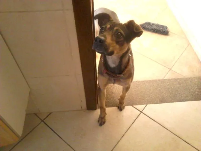 Cachorro ra a SRD idade 2 anos nome Luna