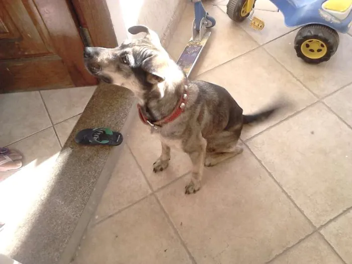 Cachorro ra a SRD idade 2 anos nome Luna