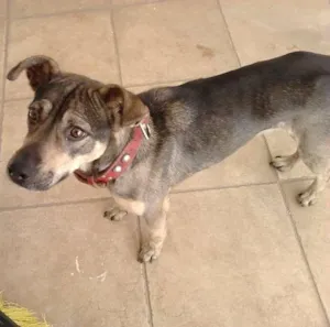Cachorro raça SRD idade 2 anos nome Luna